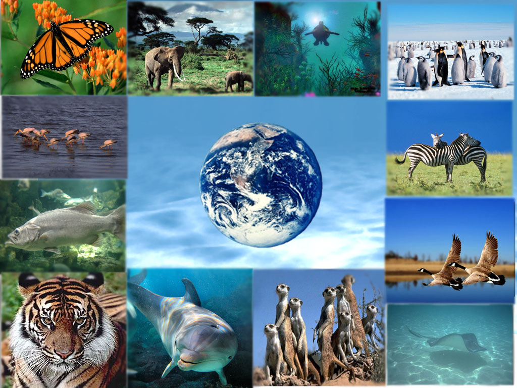 biodiversité2