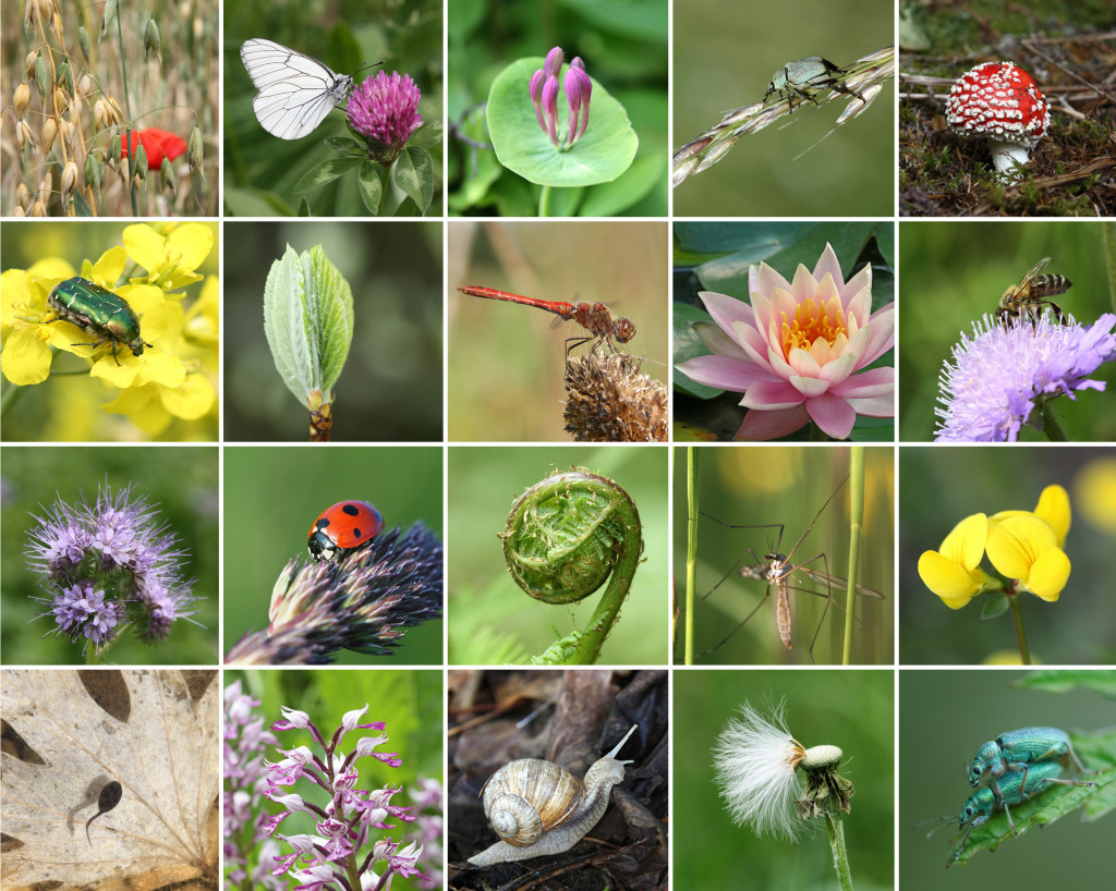 biodiversité4