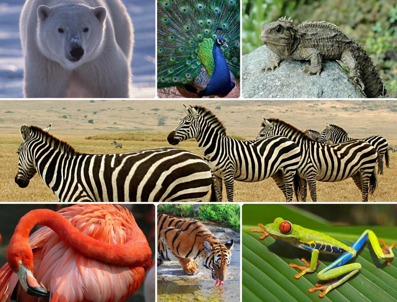 biodiversité5