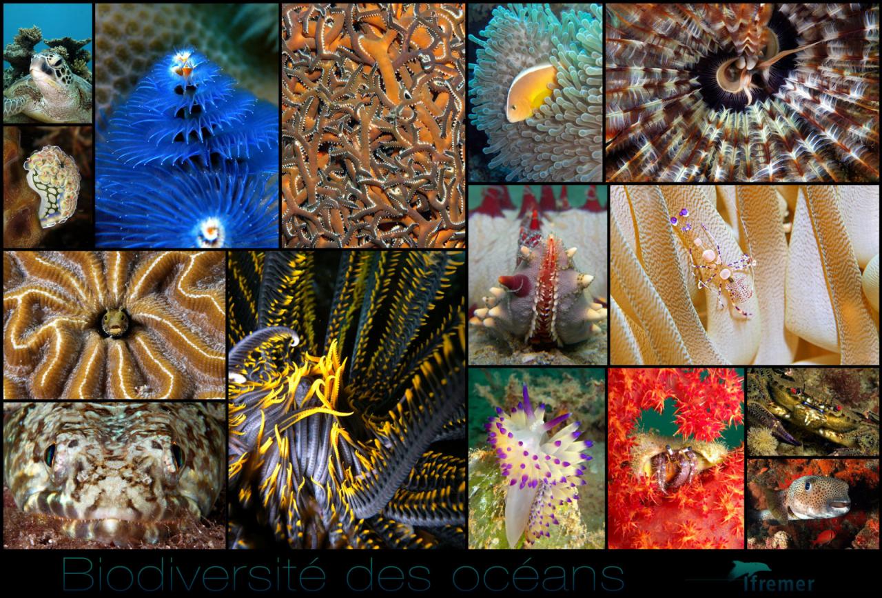 biodiversité7