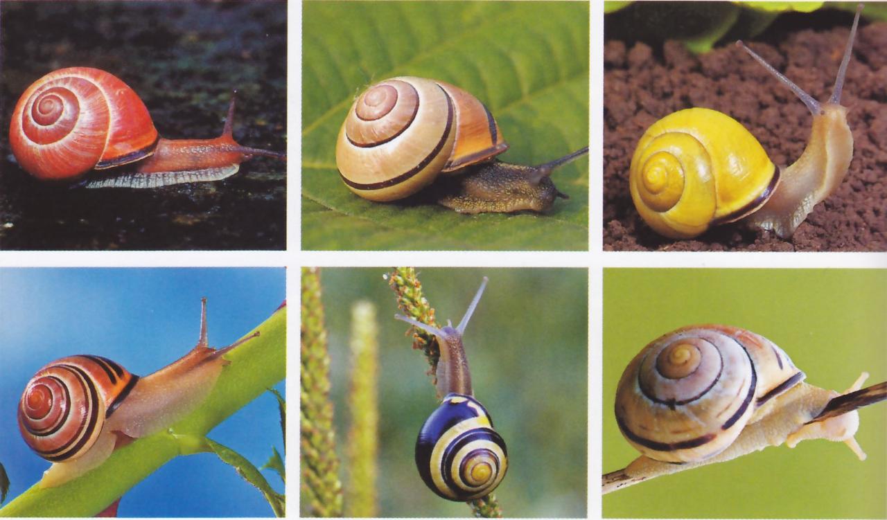 biodiversité8