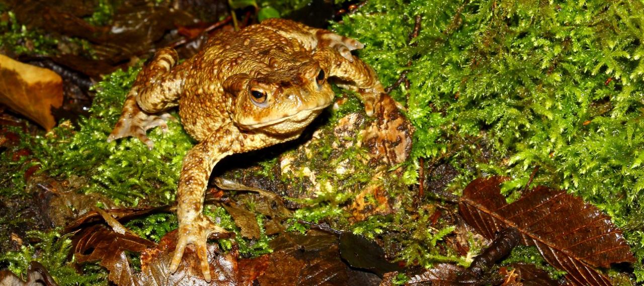 Crapaud commun femelle le 10 mars 2013 - Mare du gouffre