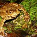 Crapaud commun femelle le 10 mars 2013 - Mare du gouffre