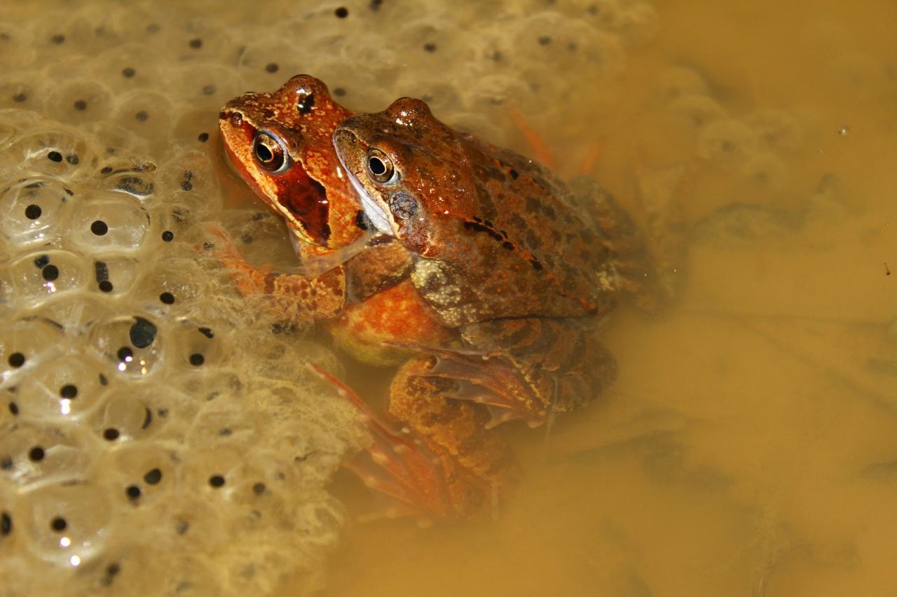Grenouilles rousses dans les pontes le 13 Mars 2013 - Mare du Gouffre