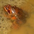 Grenouilles rousses dans les pontes le 13 Mars 2013 - Mare du Gouffre