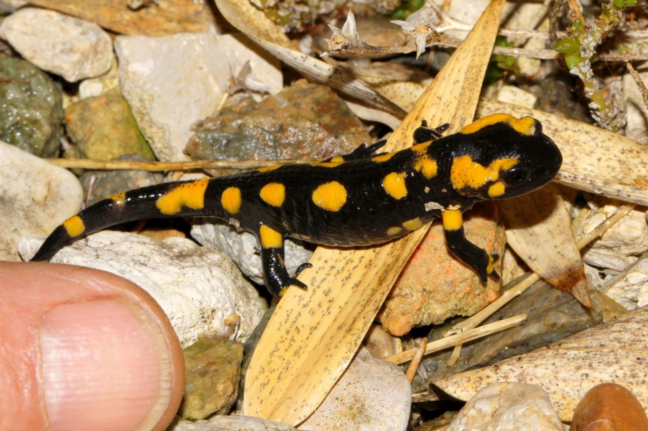 Salamandre tachetée 40mm le 11 novembre 2012